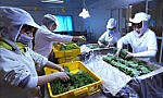 Fruit, vegetable exports see green shoots, targeting 7 billion USD