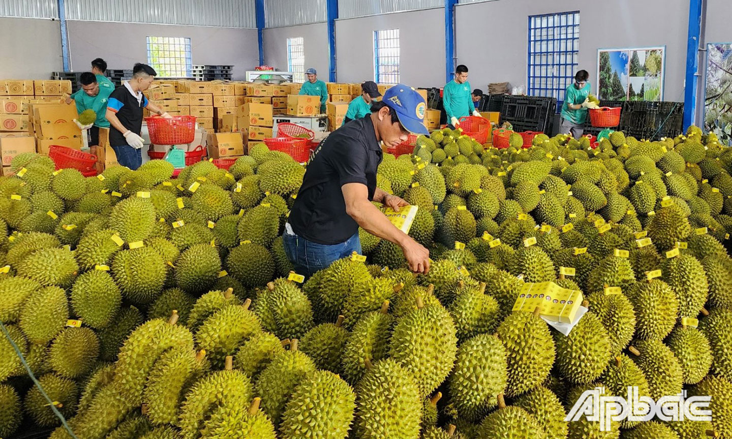 Sầu riêng chuẩn bị tiêu thụ.                                                                                                                                        Ảnh MINH THÀNH