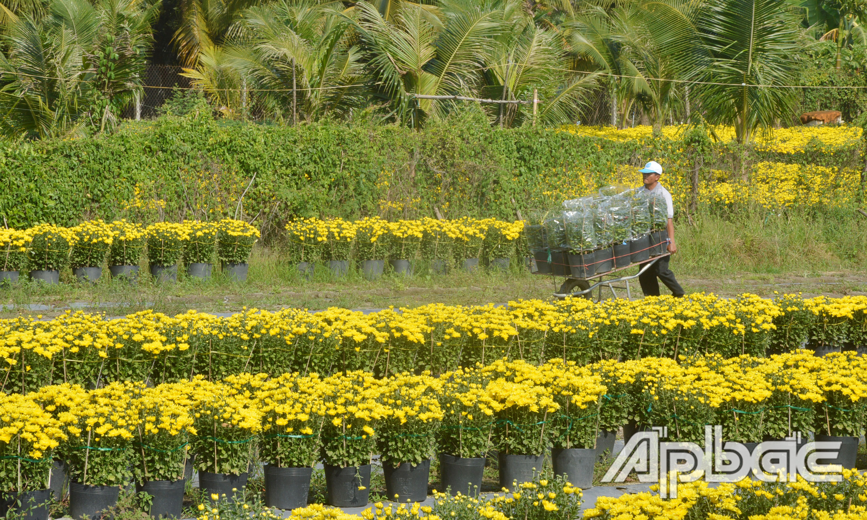 Nông dân xã Mỹ Phong vận chuyện hoa tết để bán cho thương lái.