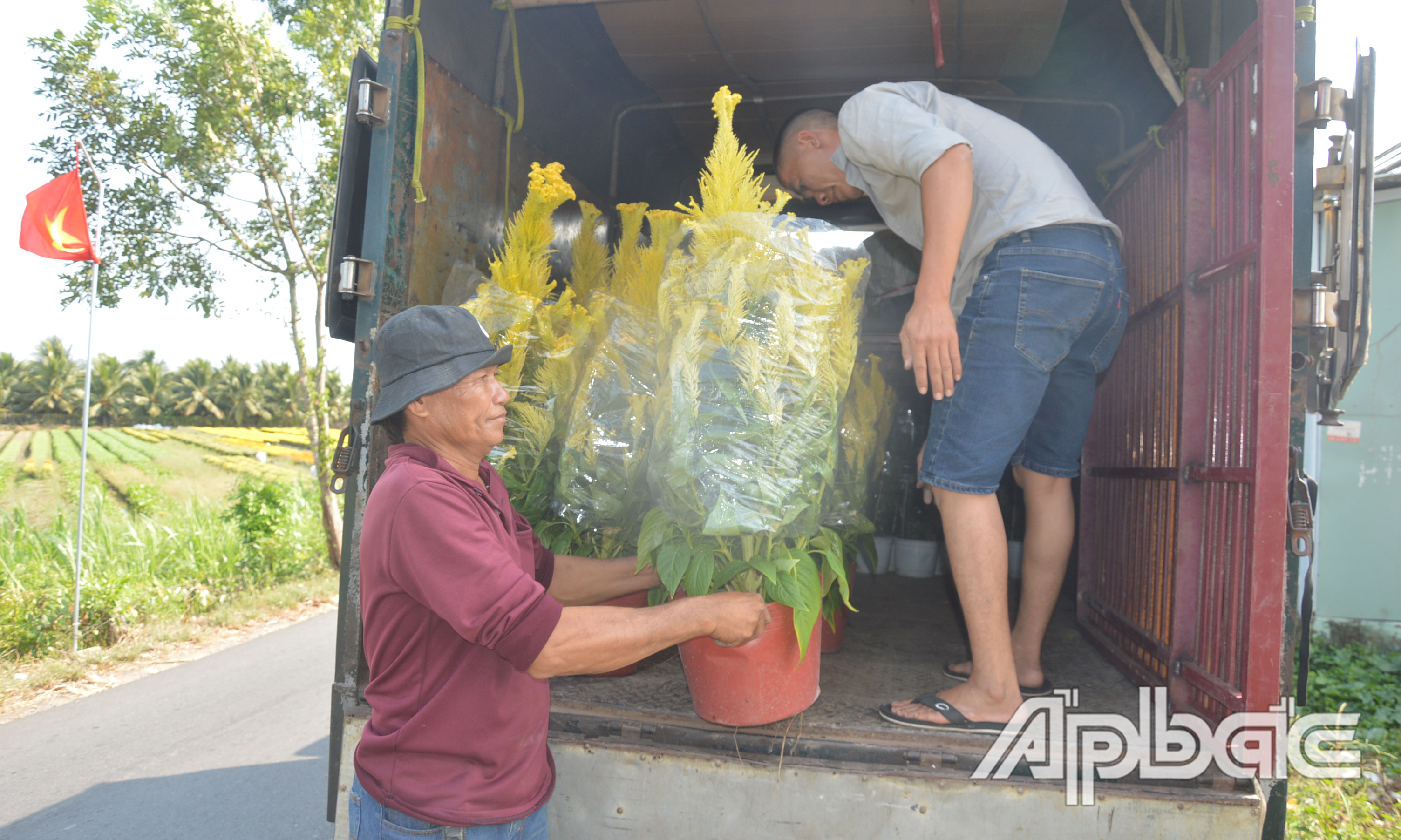 Năm nay, thương lái thu mua hoa tết giảm so với năm 2023.