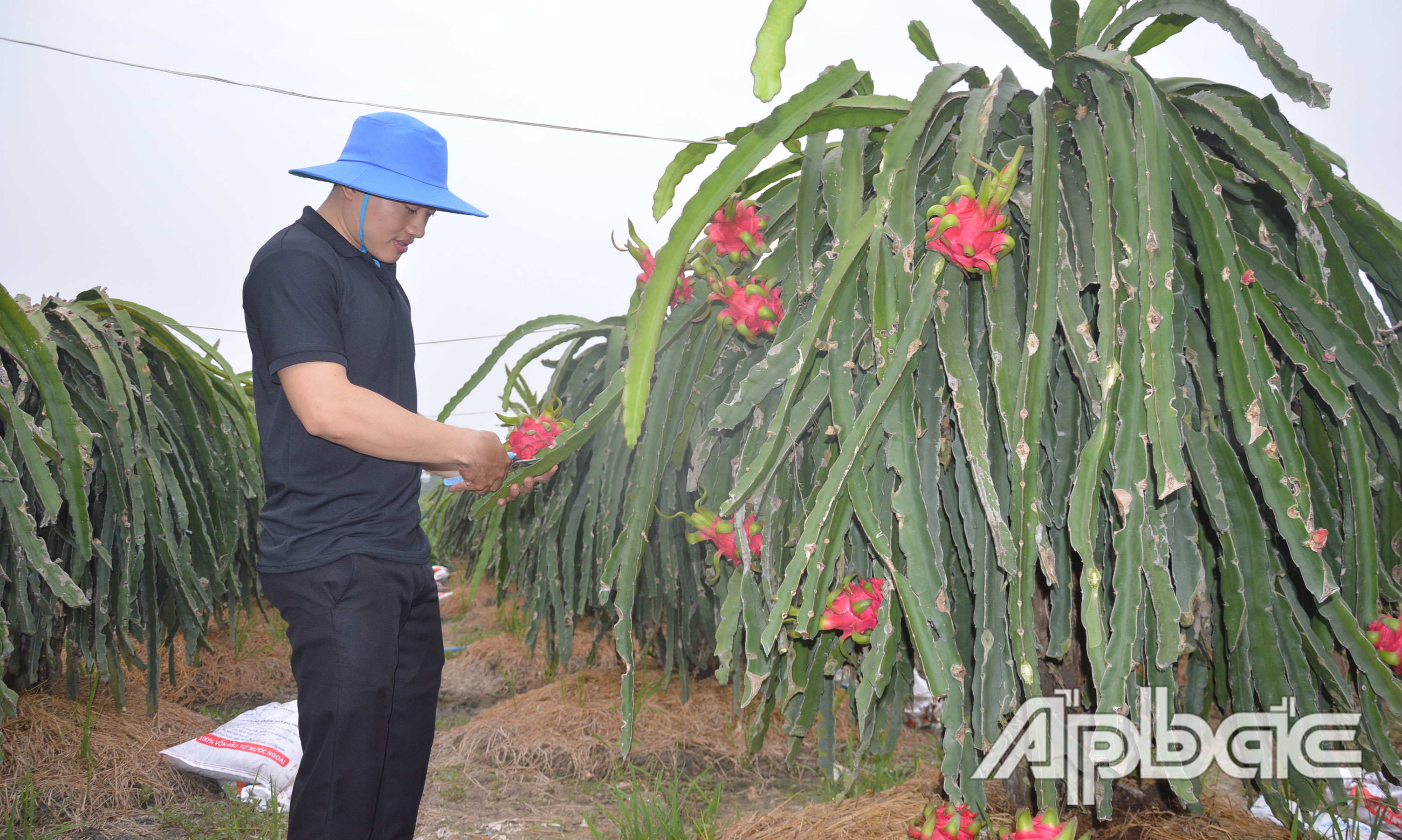 Gia đình bà Phượng thu hoạch thanh long nghịch vụ dịp cận tết.