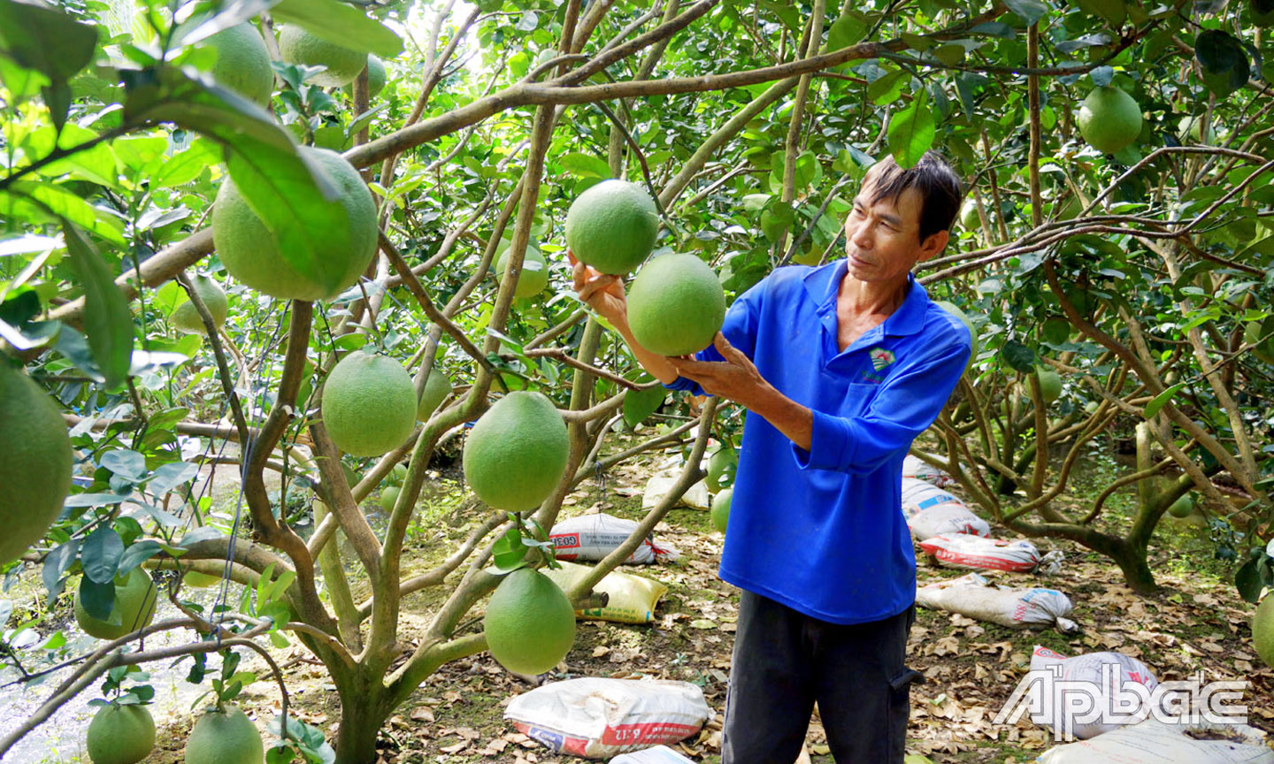 Bưởi tết sẵn sàng cung ứng cho thị trường. 