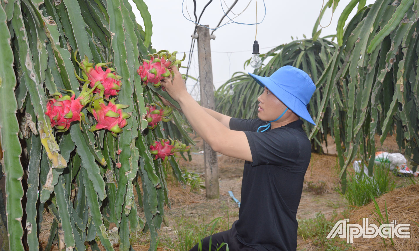 Gia đình bà Nguyễn Thị Kim Phương bán thanh long dịp Tết Nguyên đán với giá cao. 