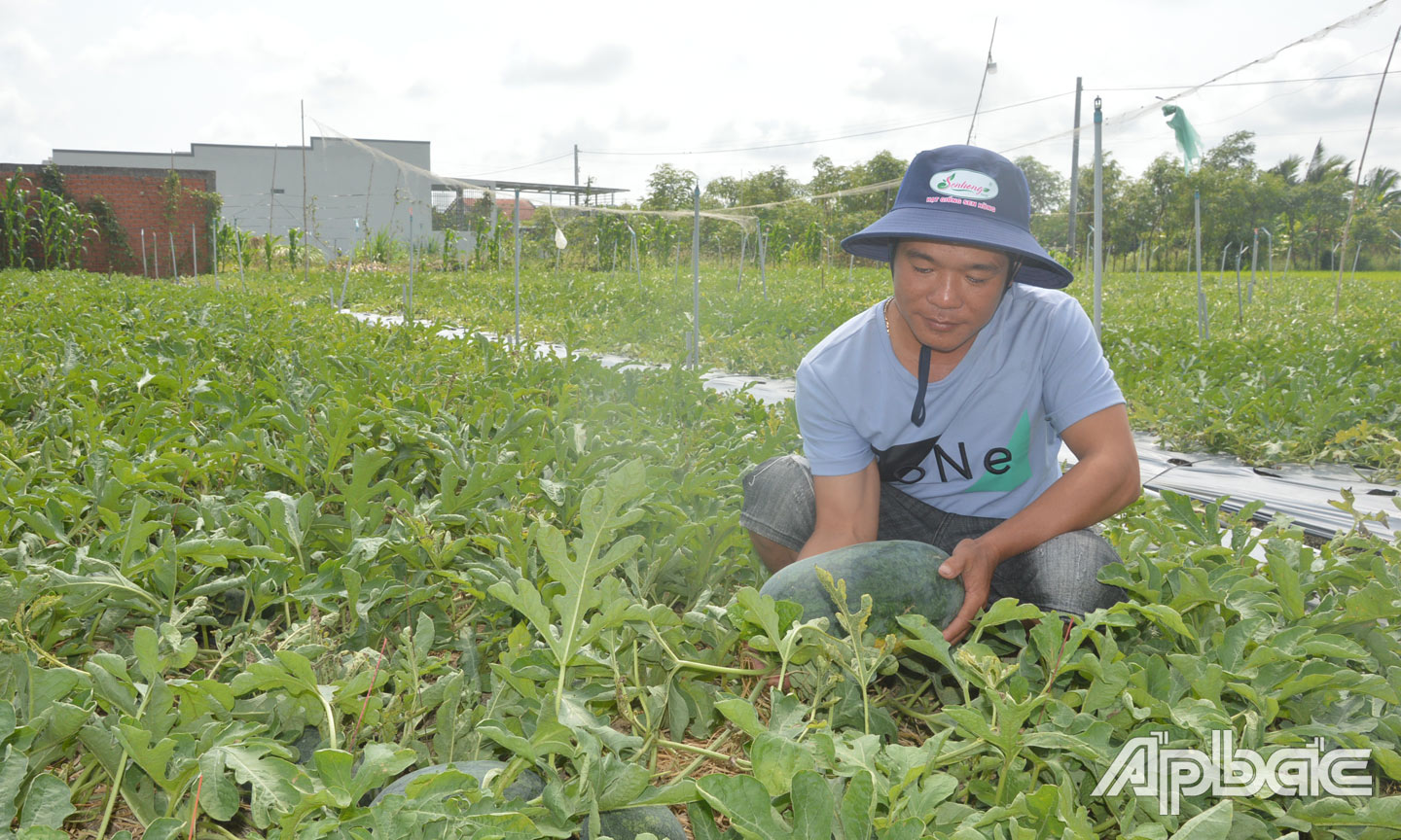 Ruộng dưa 2,5 công của anh Mộng thu hoạch được 7 tấn, bán với giá 10.000 đồng/kg.