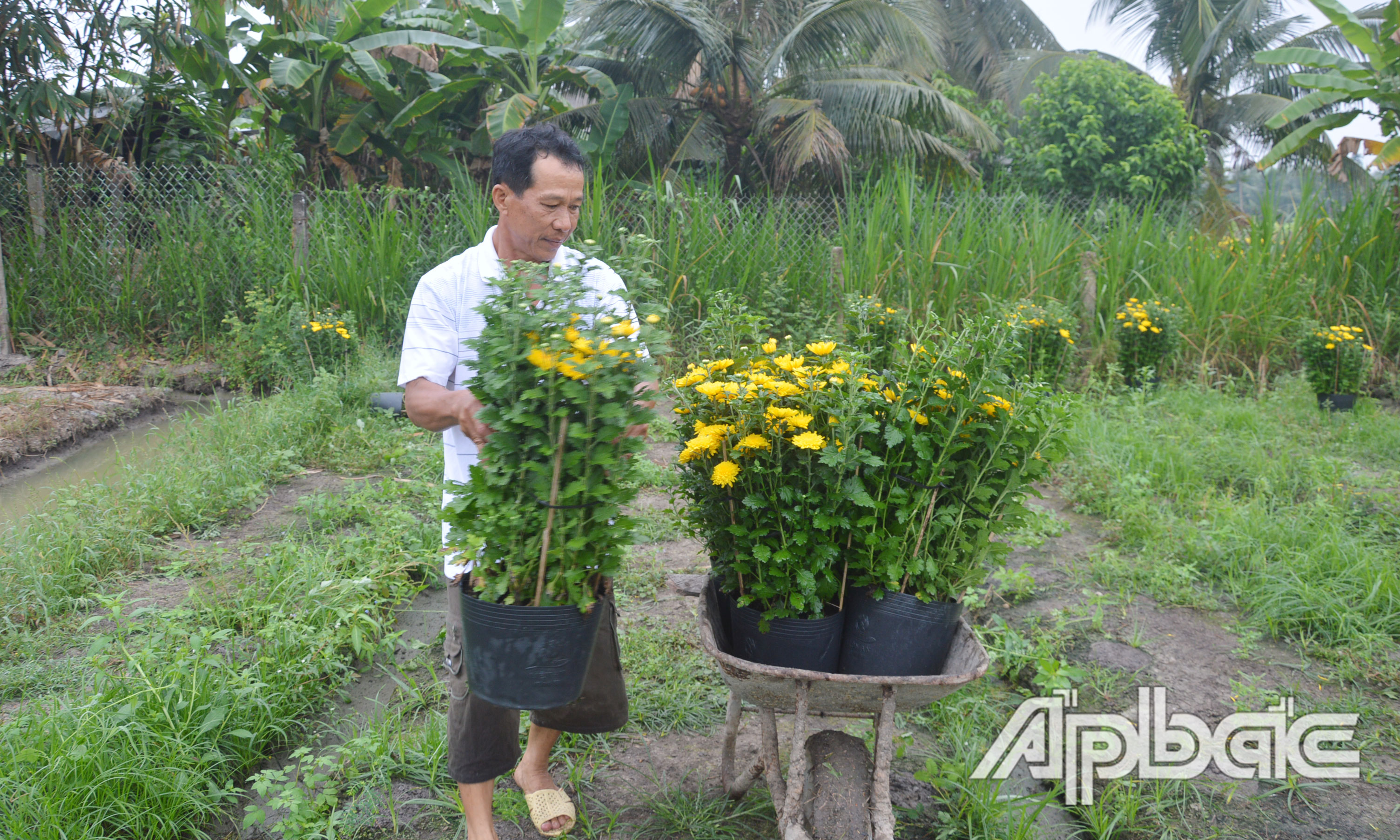 Anh Lĩnh vận chuyển số hoa còn lại của gia đình để chở ra chợ bán.