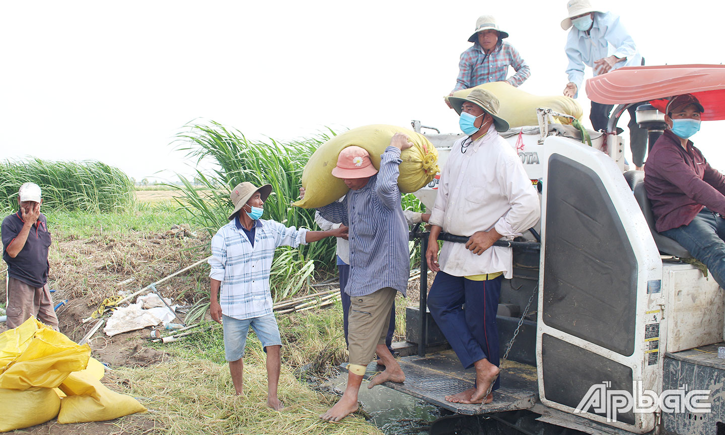 Nông dân xã Tân Điền thu hoạch vụ lúa đông xuân.