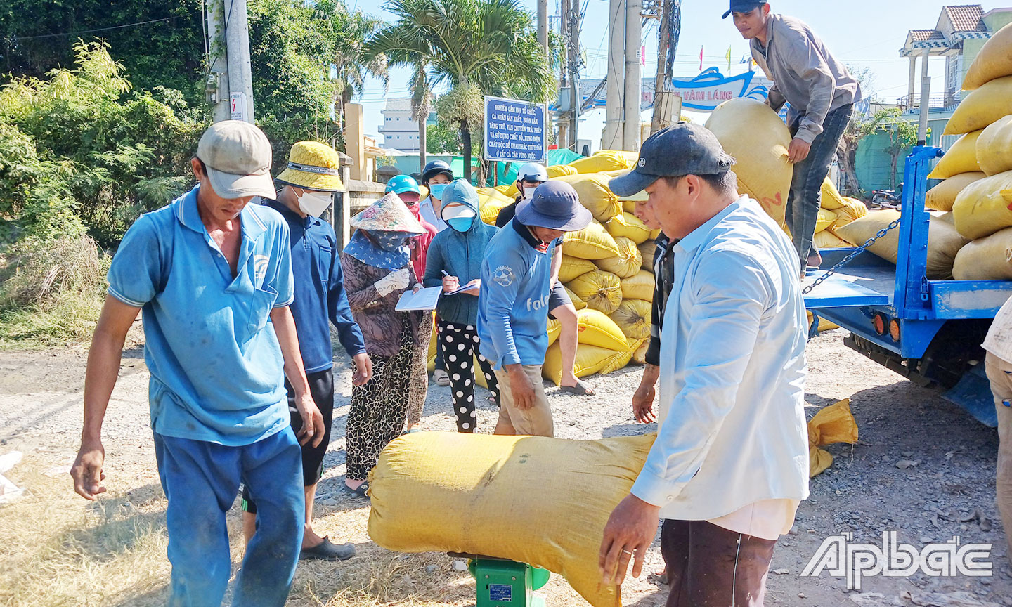  Thương lái thu mua lúa đông xuân ở thị trấn Vàm Láng (huyện Gò Công Đông).        