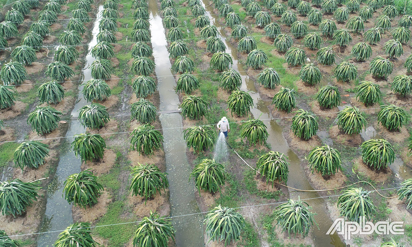 Nông dân tích cực  chăm sóc thanh long nghịch vụ.