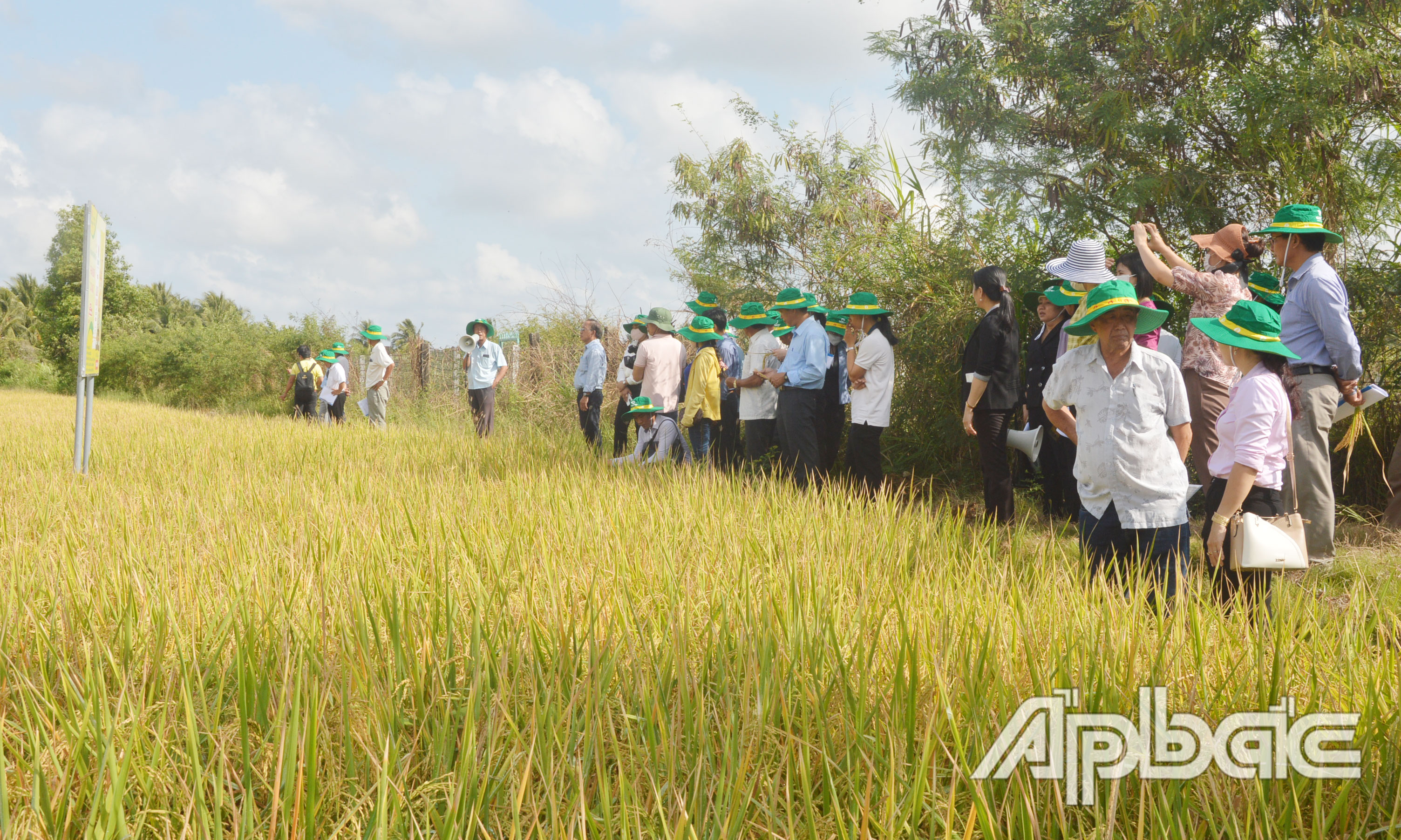 Các đại biểu tham quan mô hình trình diễn “Đánh giá sản phẩm phân bón mới N46.C+ Cà Mau trên cây lúa”.