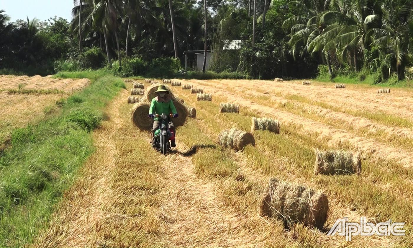 Lao động thuê tập kết rơm