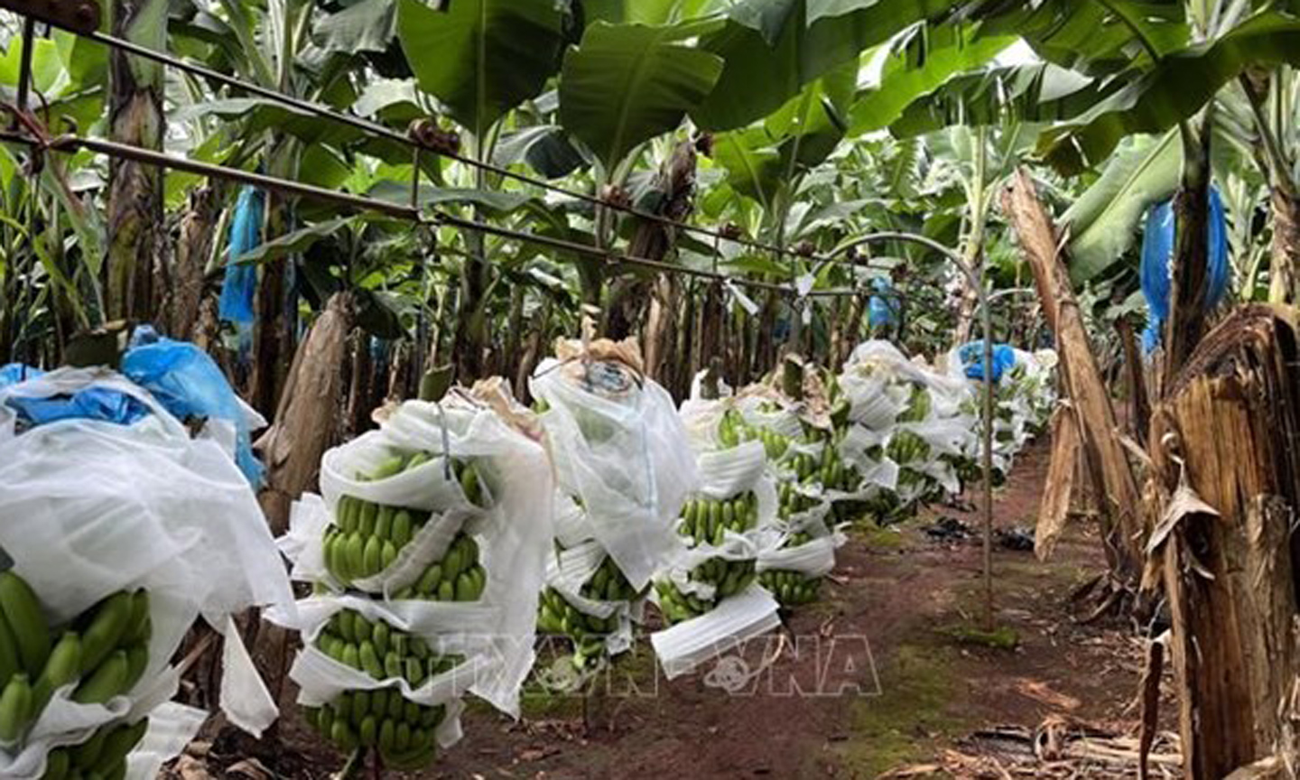 Organic banana farming in Gia Lai province (Photo: VNA).