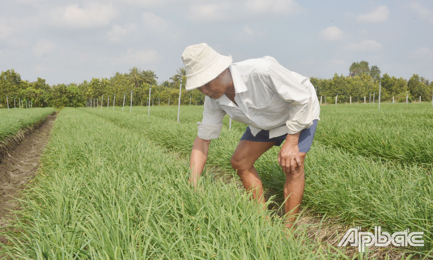 Ông Bình tích cực chăm sóc ruộng hẹ trong mùa khô hạn.