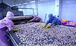 Đồng nhất, đồng chất sản phẩm xuất khẩu