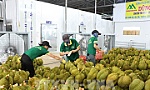 Việt Nam vượt Thái Lan về xuất khẩu sầu riêng sang Trung Quốc