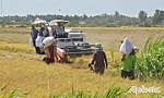 Để ngành hàng lúa - gạo phát triển bền vững