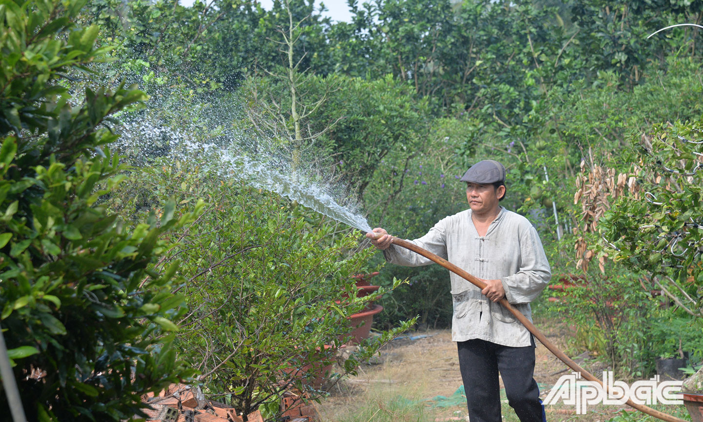 Ông Lê Văn Song chăm sóc bưởi.
