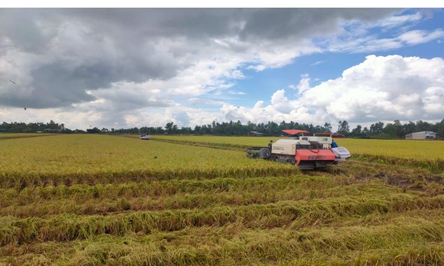 Sản xuất lúa trong nước ổn định là điều kiện để Việt Nam tăng trưởng xuất khẩu gạo.