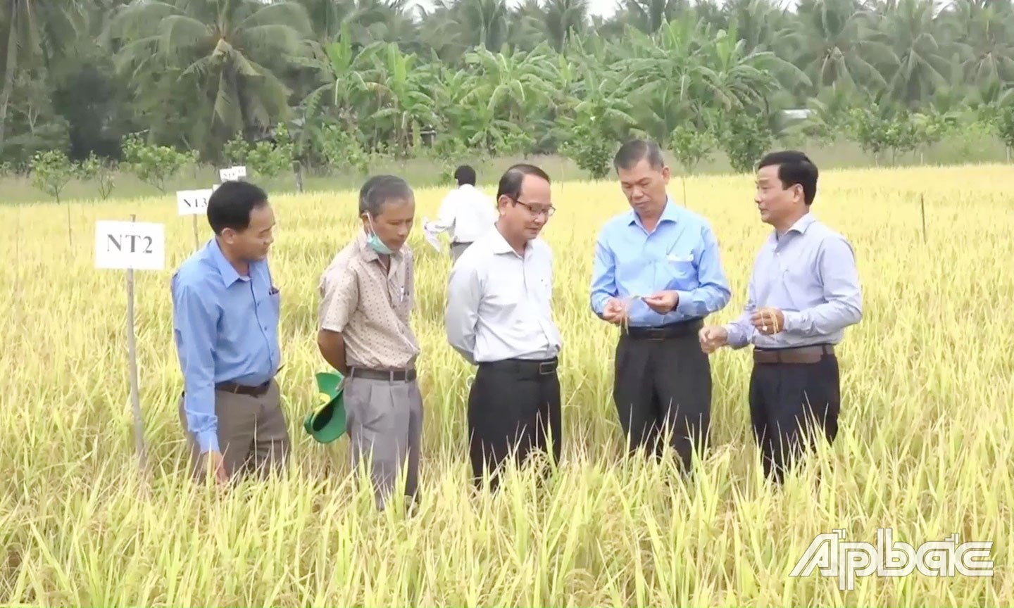 Giám đốc Sở NN&PTNT Nguyễn Văn Mẫn cùng cán bộ ngành Nông nghiệp tỉnh và huyện Gò Công Tây  đi thực tế đánh giá mô hình “Sản xuất lúa theo hướng hữu cơ”tại xã Thạnh Nhựt, huyện Gò Công Tây.