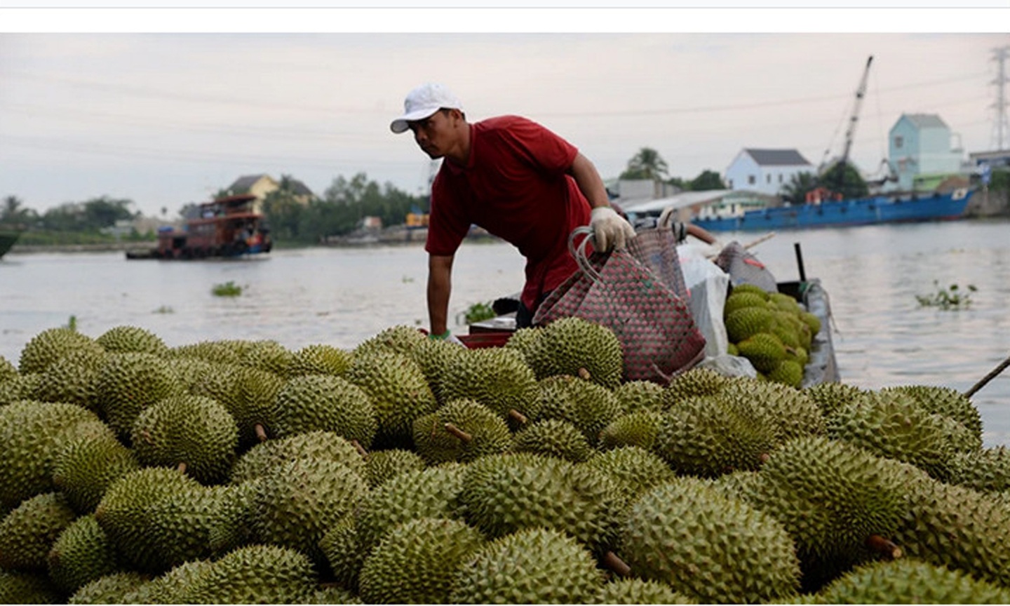 Thu mua sầu riêng tại xã Long Trung, huyện Cai Lậy, tỉnh Tiền Giang.