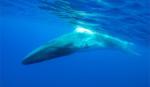 Nhật bắt đầu săn cá voi lớn thứ hai trên Trái Đất