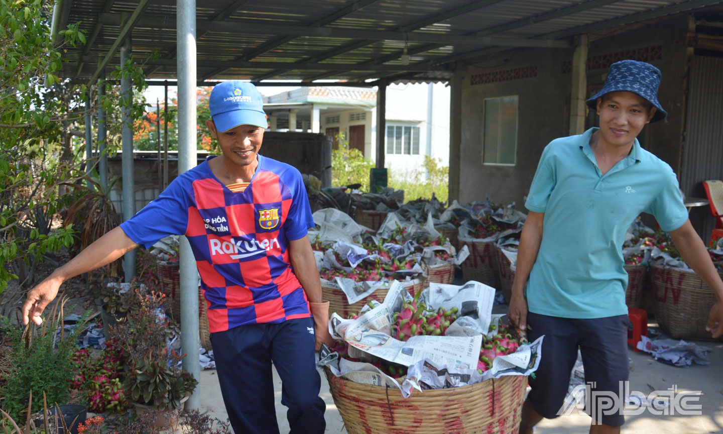 Giá thanh long đang duy trì ở mức cao.