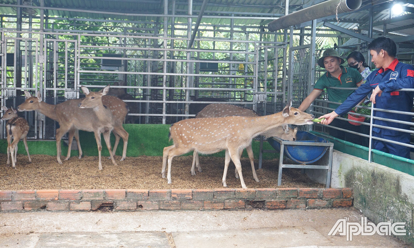 HTX Hươu sao Tây Nam bộ khởi nghiệp thành công với mô hình nuôi hươu sao  lấy nhung và chế biến sâu.                                                                                                Ảnh: NGỌC AN