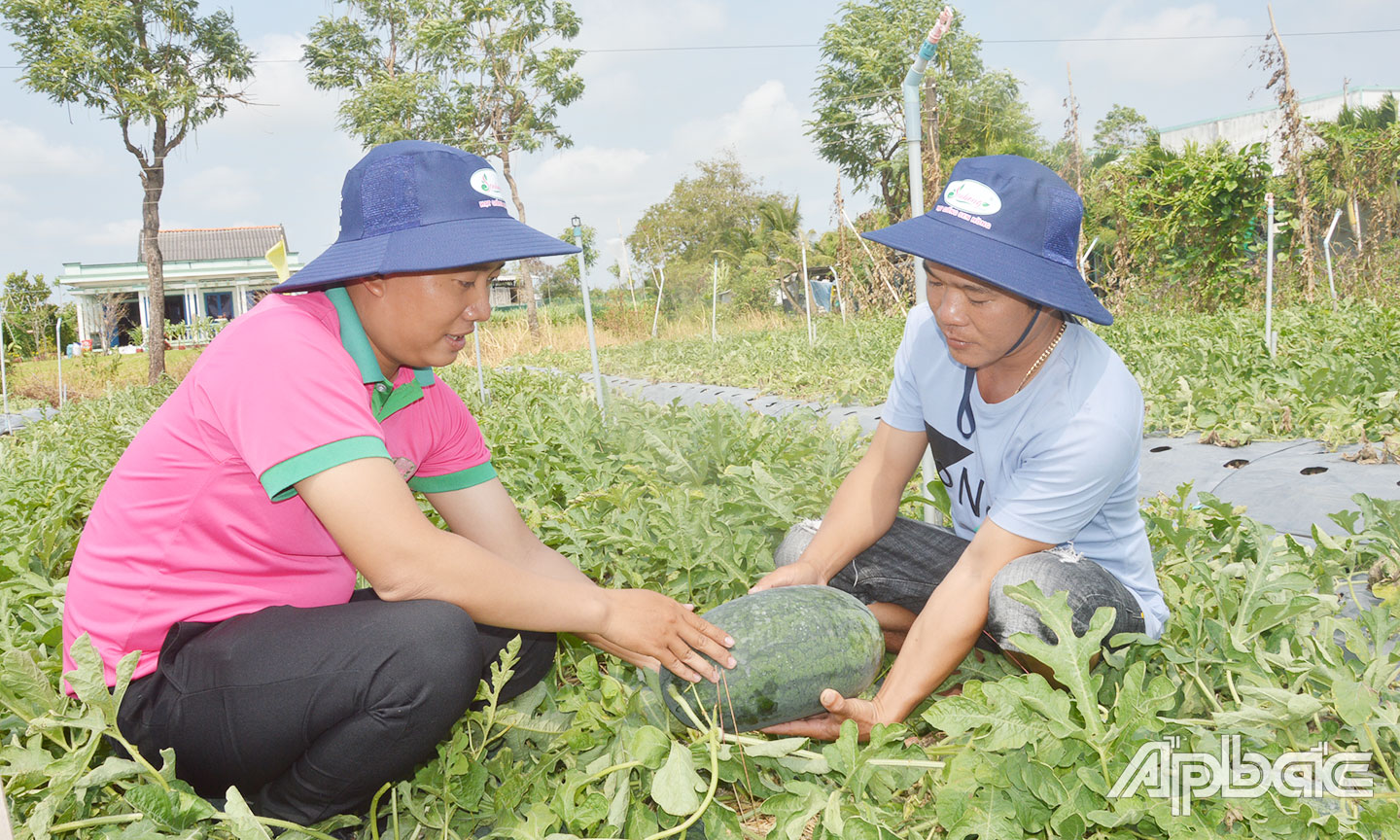 Dưa hấu Gò Công được hỗ trợ công nhận nhãn hiệu chứng nhận.