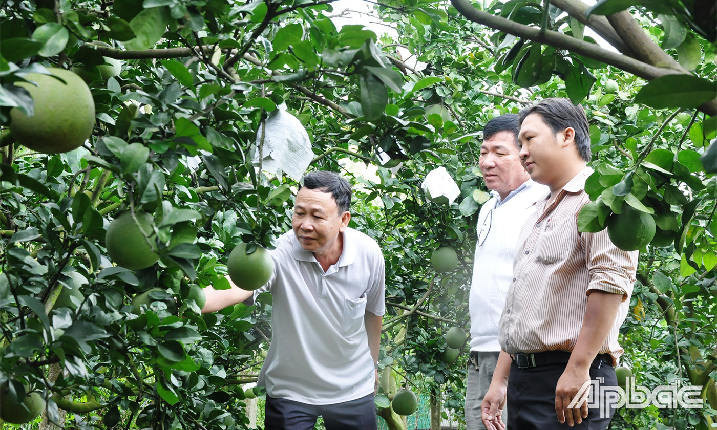 Huyện tập trung chỉ đạo đẩy mạnh tái cơ cấu ngành nông nghiệp