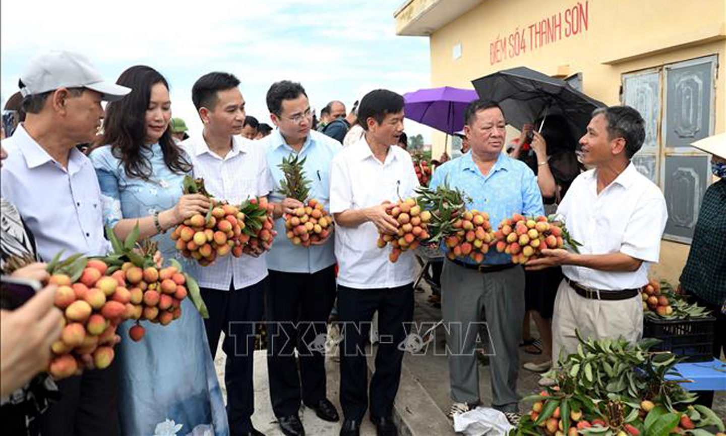 Các đại biểu tìm hiểu mẫu mã, chất lượng vải thiều Thanh Hà. Ảnh: Mạnh Tú/TTXVN