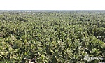 Vườn dừa 25.000 cây, có thể thu 25.000 USD từ bán tín chỉ carbon