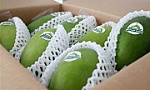 Can Tho exports first green-peel elephant mango to Australia, US