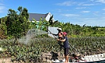 Huyện Tân Phước: Nhiều cách làm hiệu quả trong công tác giảm nghèo bền vững
