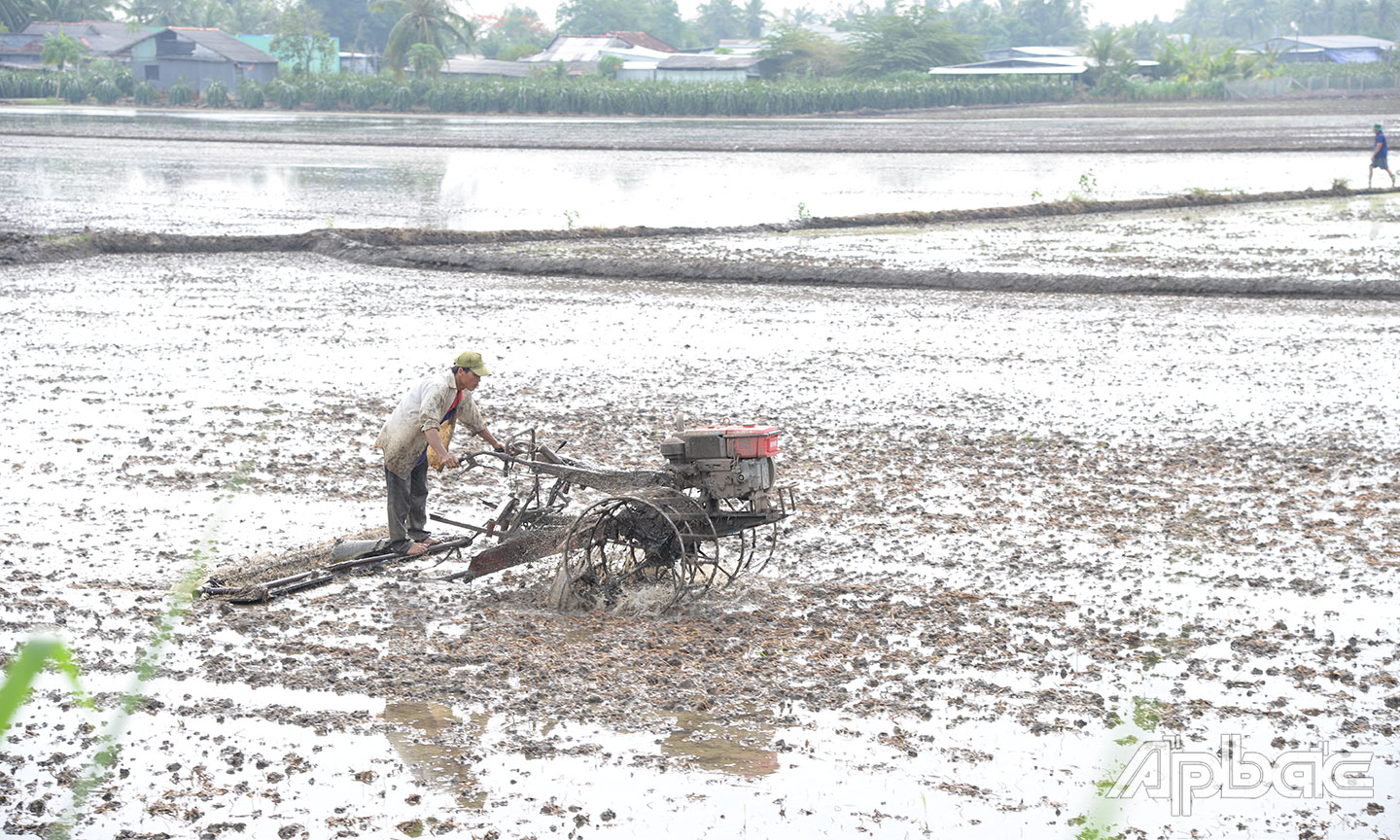 Gia đình ông Hồ Văn Mạnh thuê máy cày xới đất để gieo sạ vụ lúa hè thu.