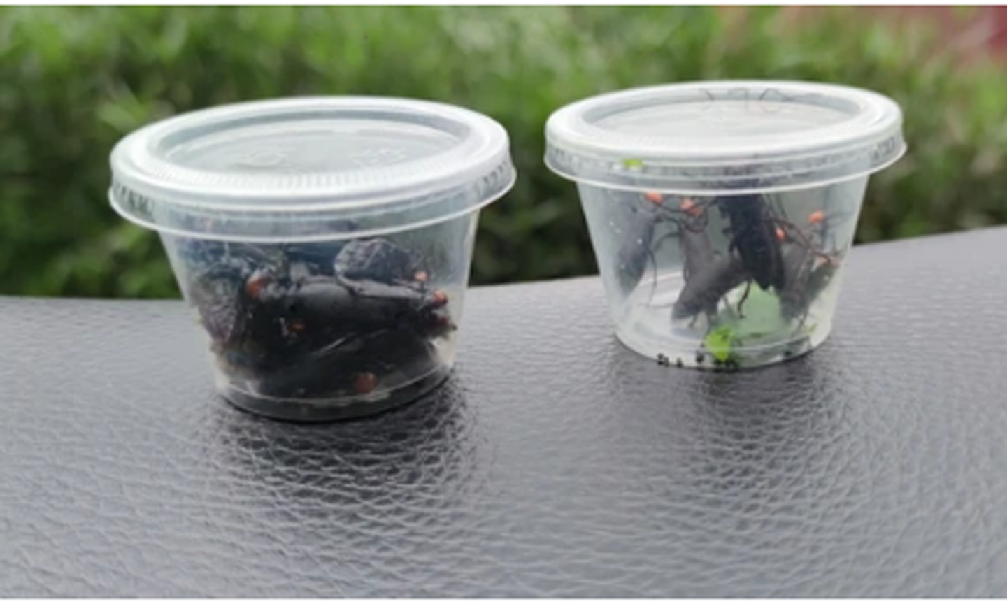Loại bọ cánh cứng có chất Cantharidin gây ngộ độc ở huyện Bảo Thắng.