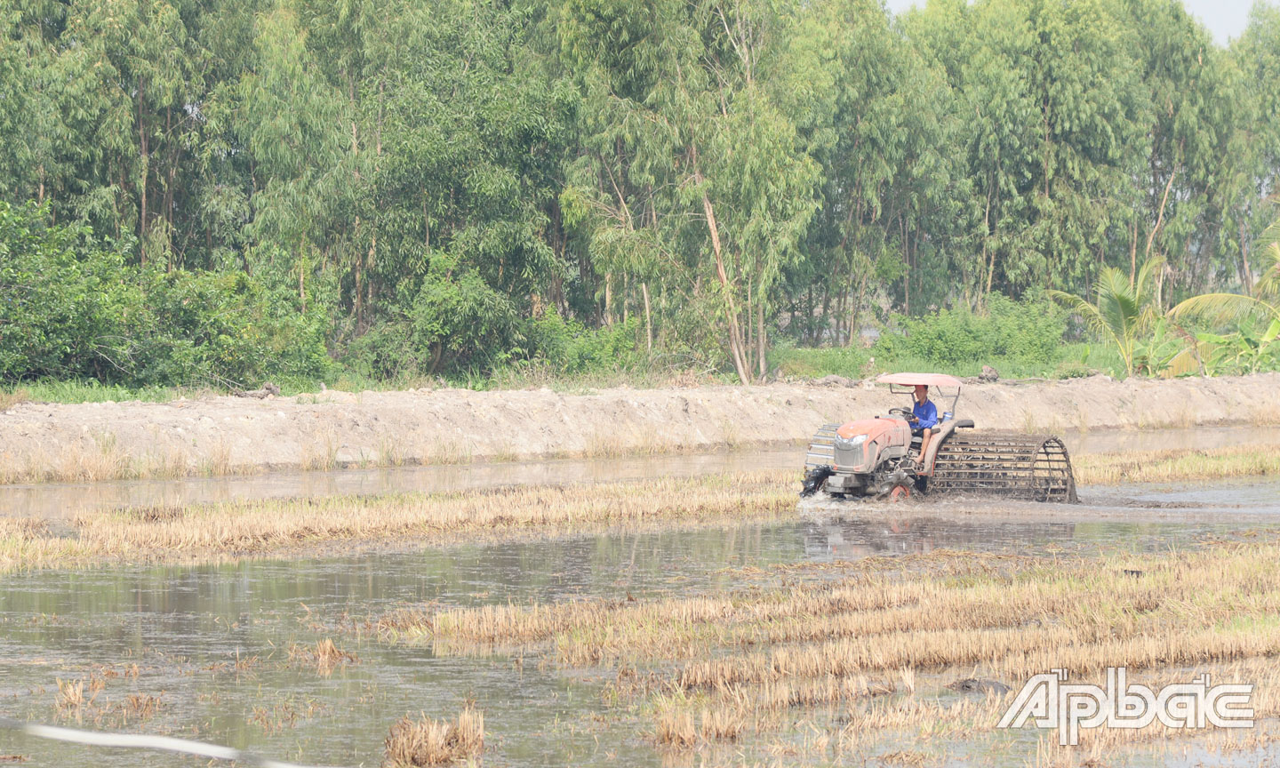 Nông dân huyện Tân Phước khẩn trương cày xới đất để xuống giống vụ lúa hè thu.
