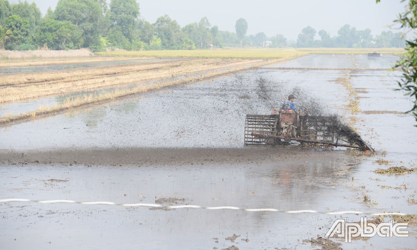 Nông dân huyện Tân Phước khẩn trương cày xới đất để xuống giống vụ lúa hè thu.