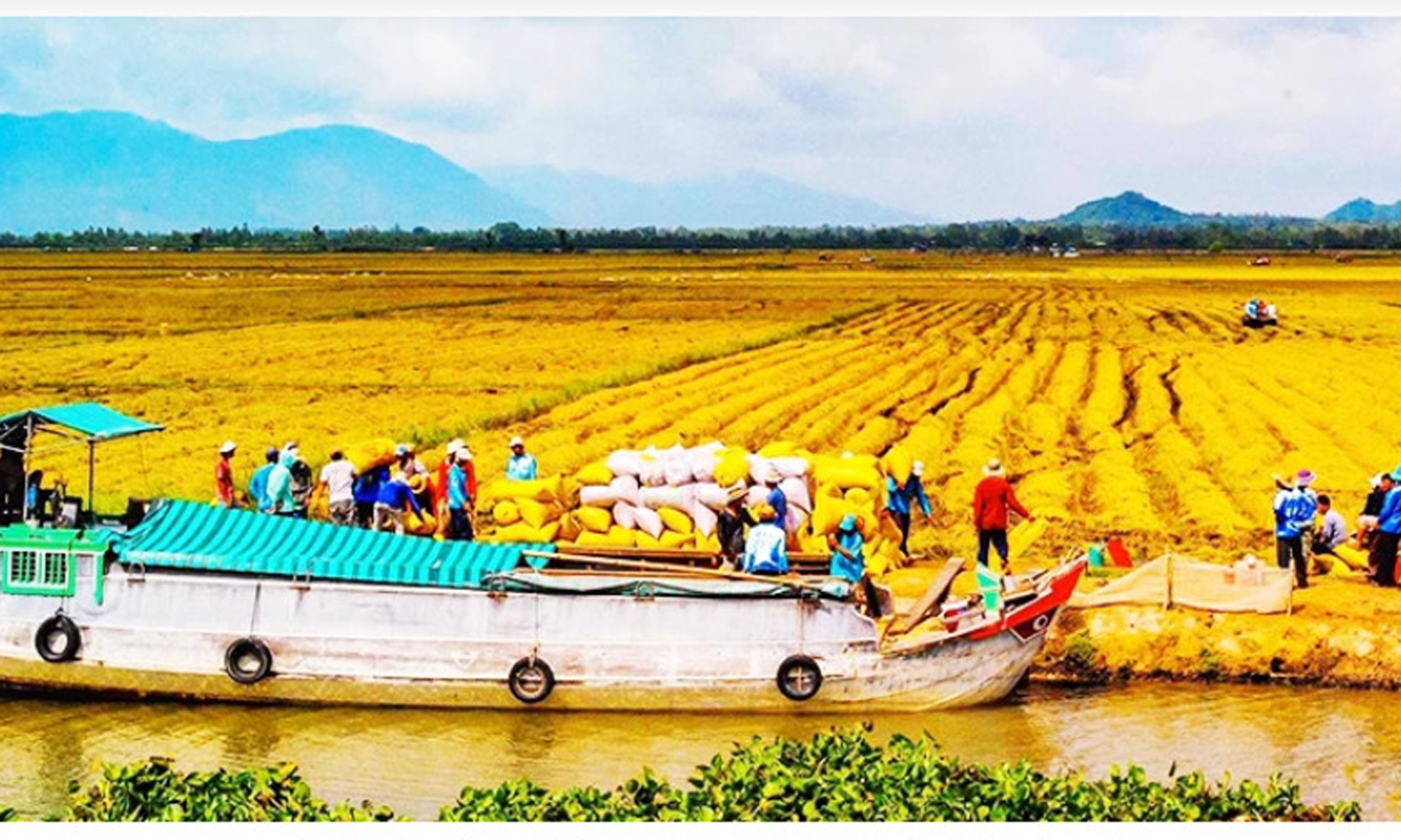 Đồng bằng sông Cửu Long là một trong những vựa lúa chính của cả nước. Ảnh: TÂM THƯ