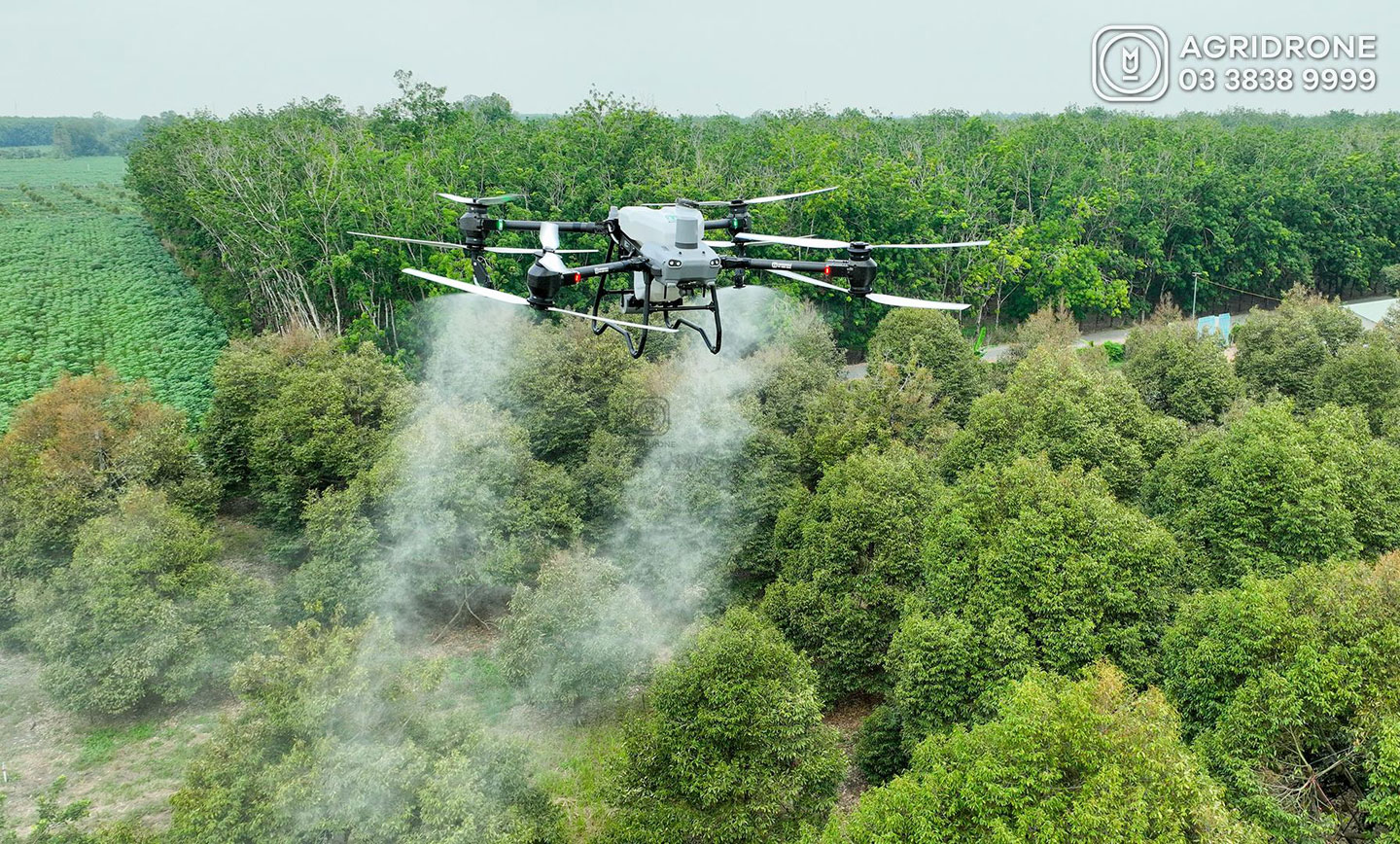 Máy bay phun thuốc cho cây sầu riêng đòi hỏi kỹ thuật cao hơn phun thuốc cho lúa. Ảnh: AgriDrone.