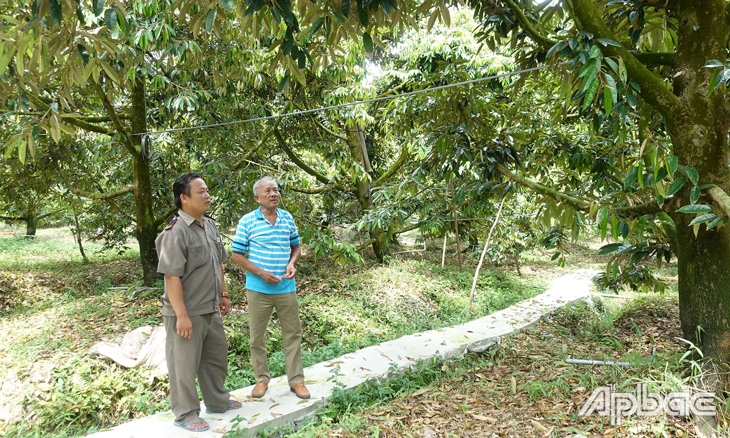 Mô hình chuyên canh sầu riêng hiệu quả của ông Huỳnh Văn Sơn, ấp Mỹ Hưng.