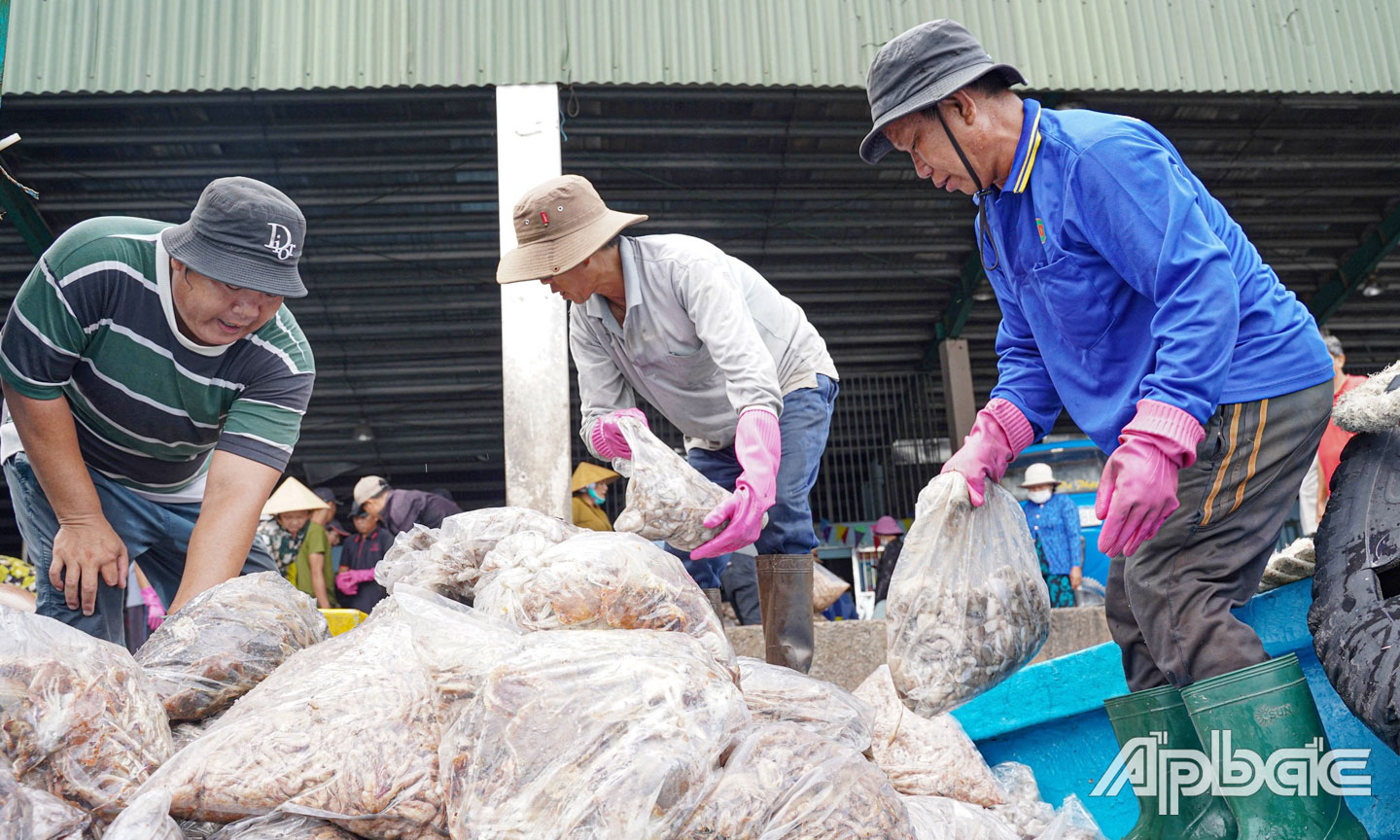 Khai thác thủy sản góp phần tạo sinh kế cho người dân ven biển của Tiền Giang.