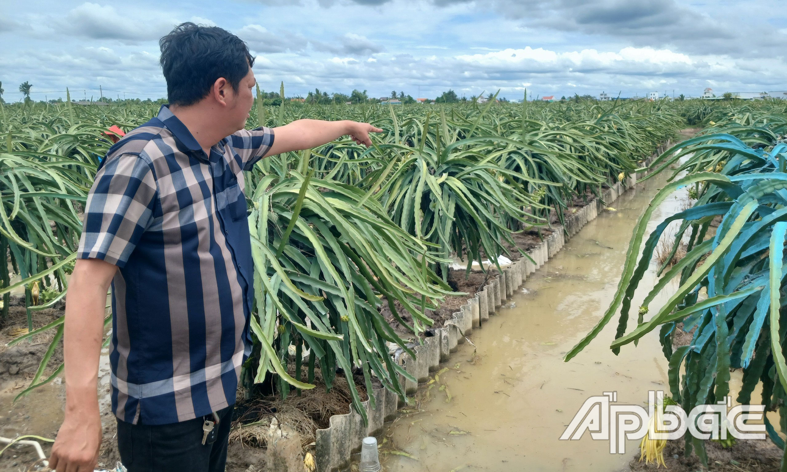 Mưa gây ngập vườn thanh long tại xã Đăng Hưng Phước, huyện Chợ Gạo.