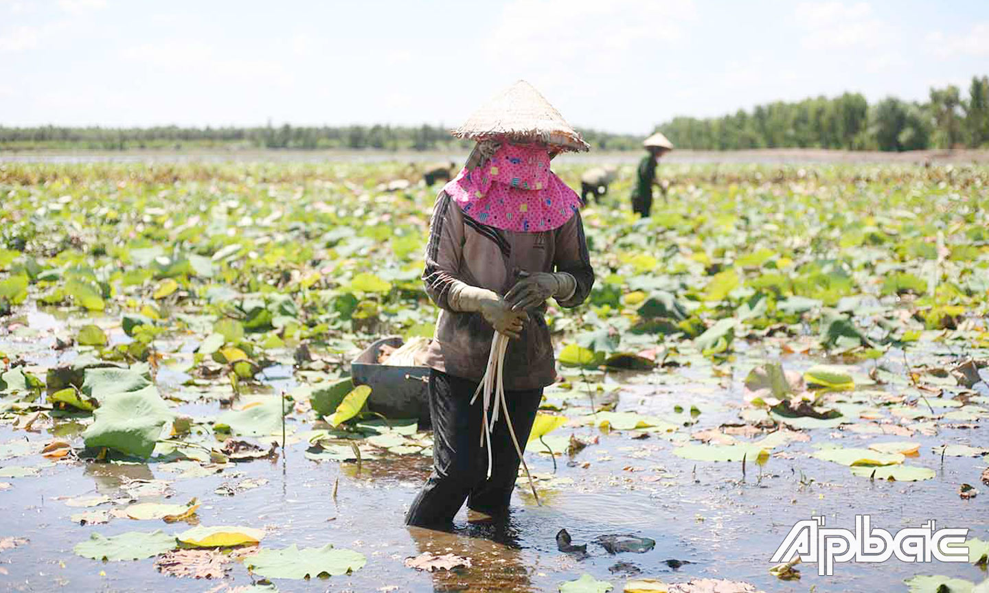 Chị Nguyễn Thị Ngọc Huyền đang thu hoạch ngó sen.