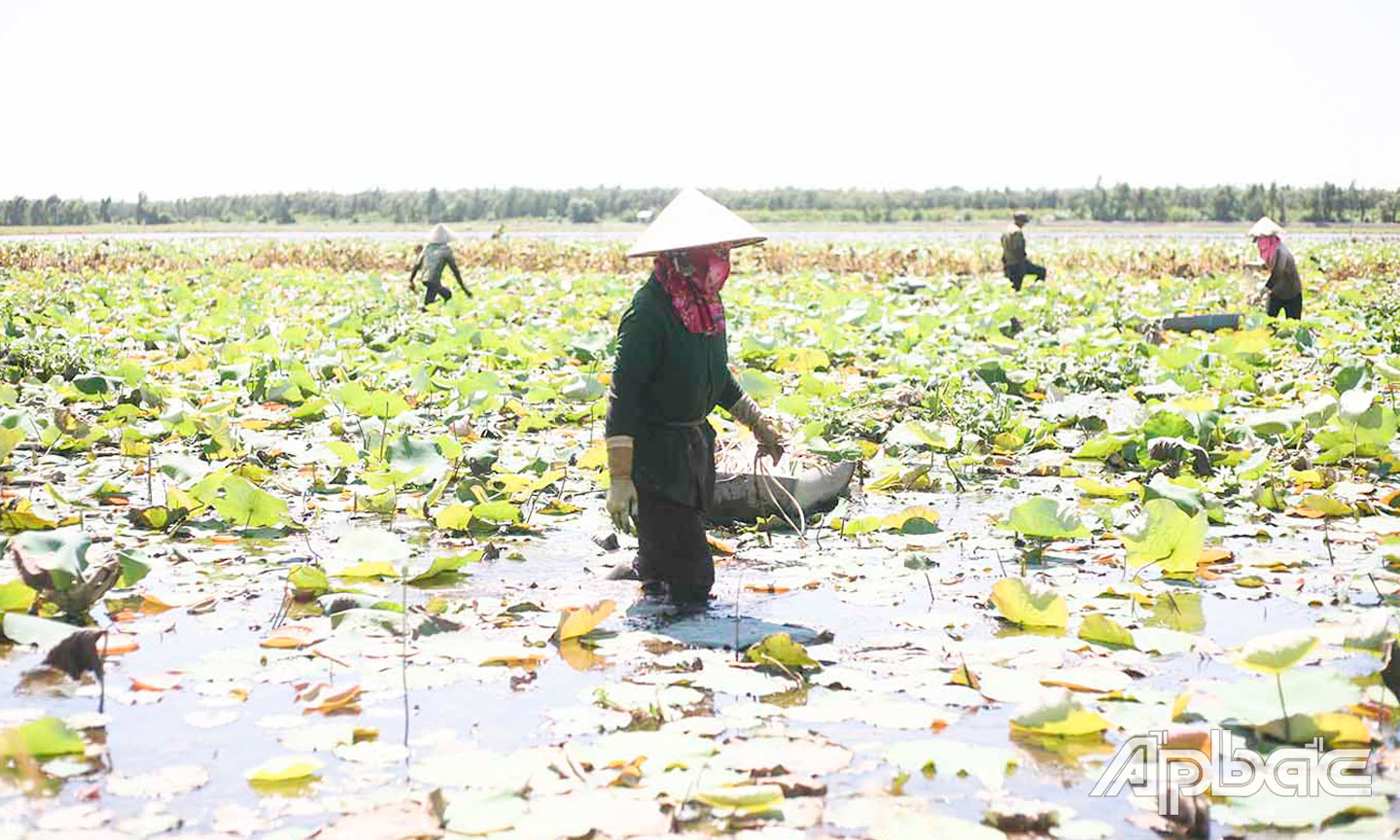  Người dân xã Thạnh Hòa thu hoạch ngó sen.