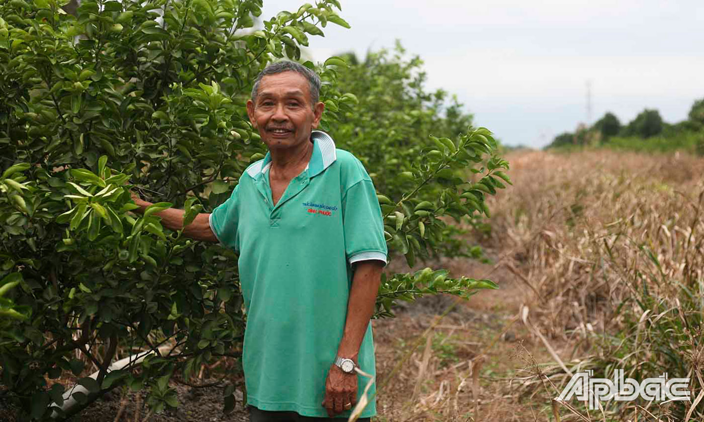 Ông Nguyễn Văn Hậu bên vườn chanh của gia đình.