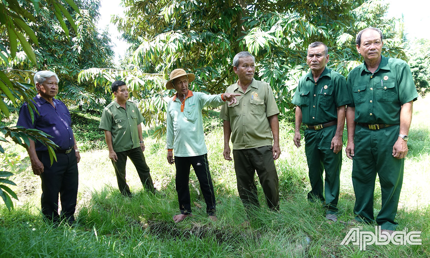 Hội Cựu chiến binh xã Mỹ Thành Nam tham quan mô hình Chuyên canh sầu riêng hiệu quả của hội viên.