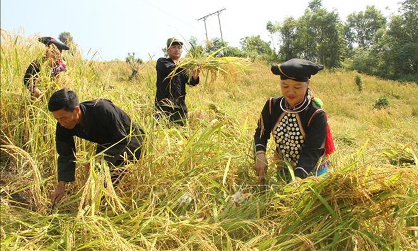 Si La people in Muong Te district, northern Lai Chau province harvest rice (Photo: VNA).