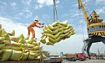 Vietnam sees strong rice exports driven by rising prices