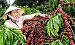 Vietnamese coffee export prices to UK surge