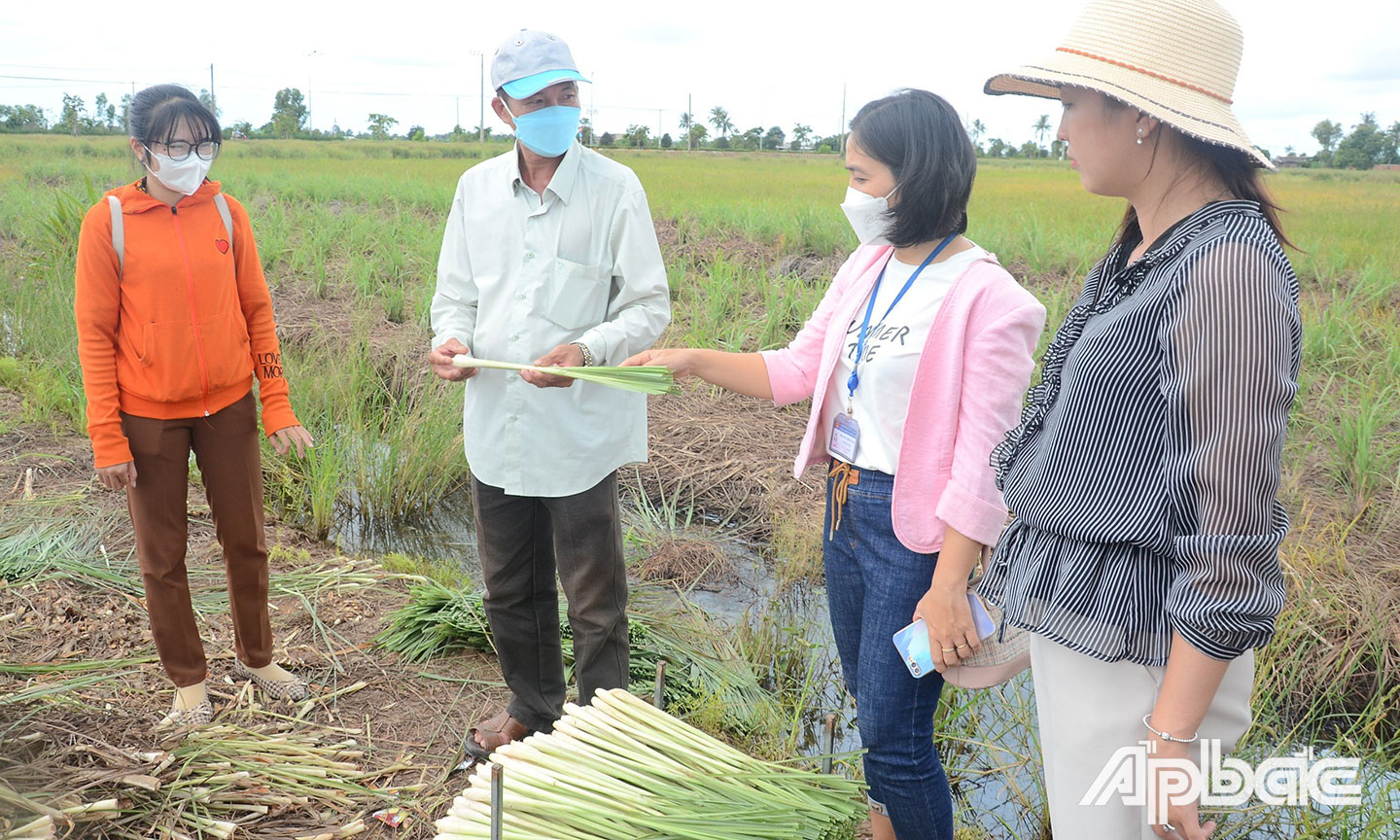 Huyện Tân Phú Đông đang tập trung tuyên truyền, hướng dẫn người dân sản xuất sả theo tiêu chuẩn VietGAP.