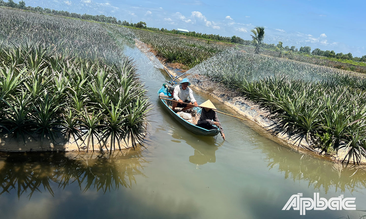 Nhiều phụ nữ ở xã Thạnh Hòa được Hội Nữ doanh nhân TP. Hồ Chí Minh hỗ trợ vốn trồng khóm, phát triển kinh tế gia đình.